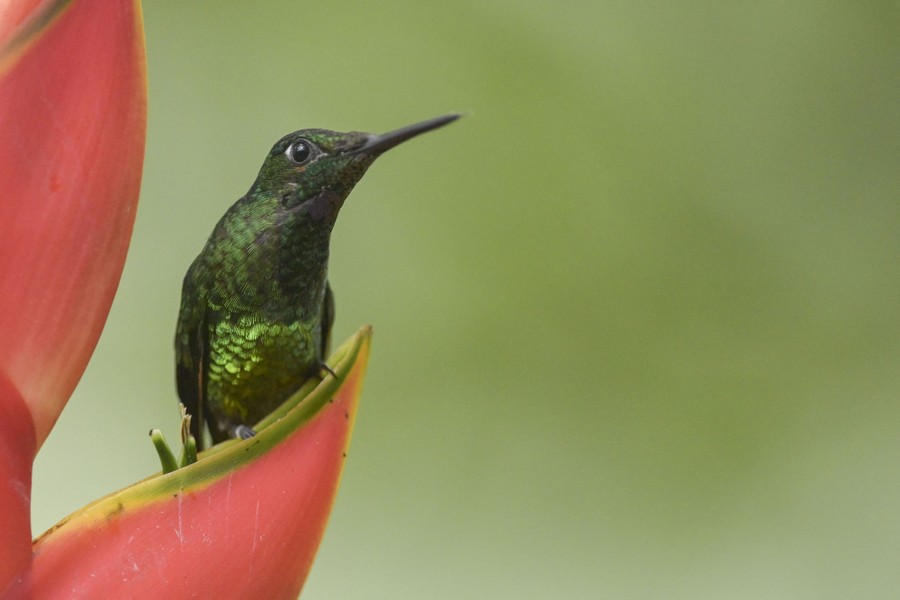 A close view of a hummingbird perched on a flower