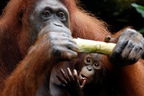 Anita the orangutan, and her baby Khansa, at Singapore Zoo