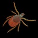 A castor bean tick under a scanning electron microscope