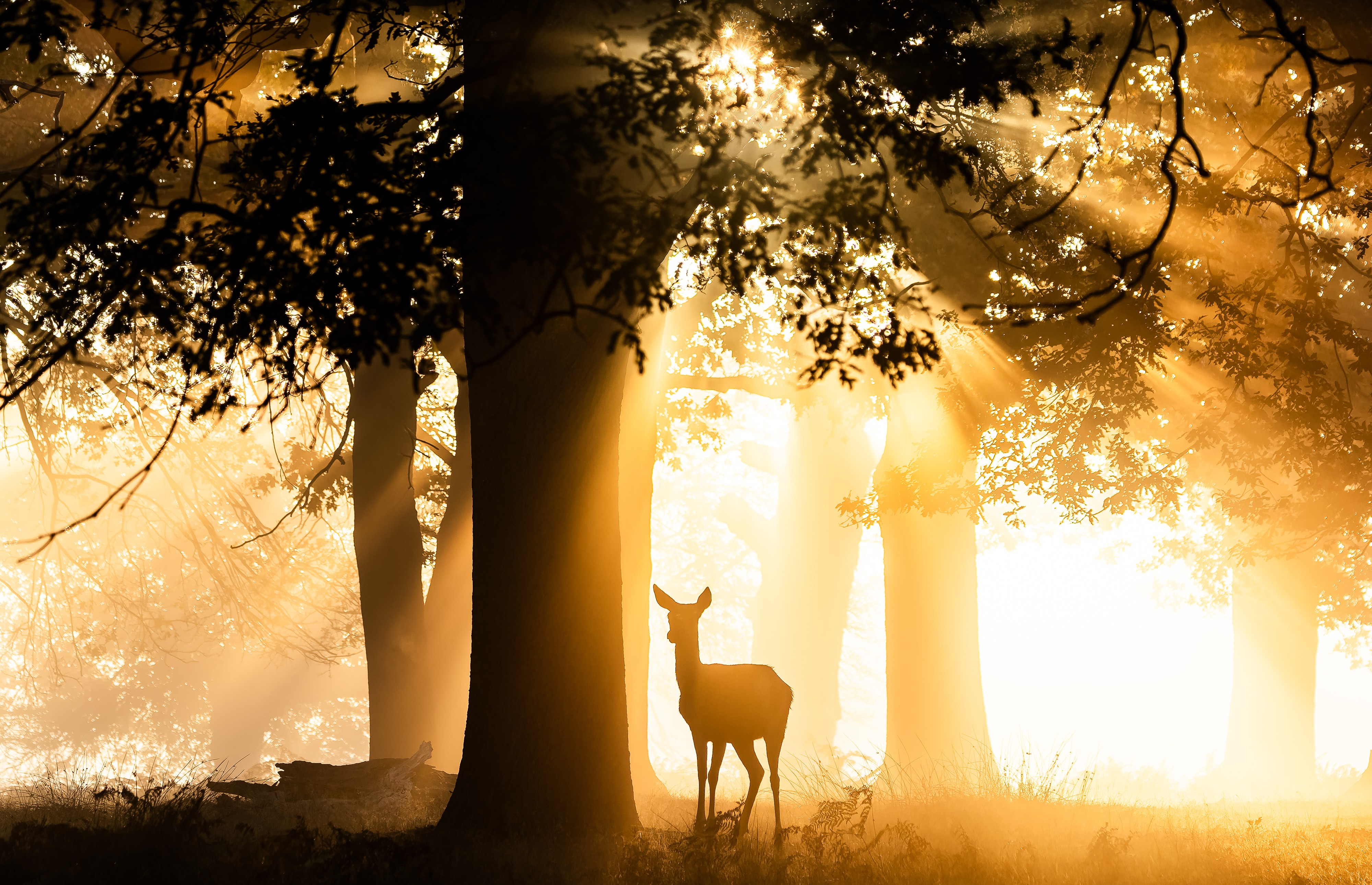 A deer walks through a stand of trees at sunrise, lit from behind.