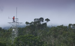 A person stands atop a tower in the Amazon.
