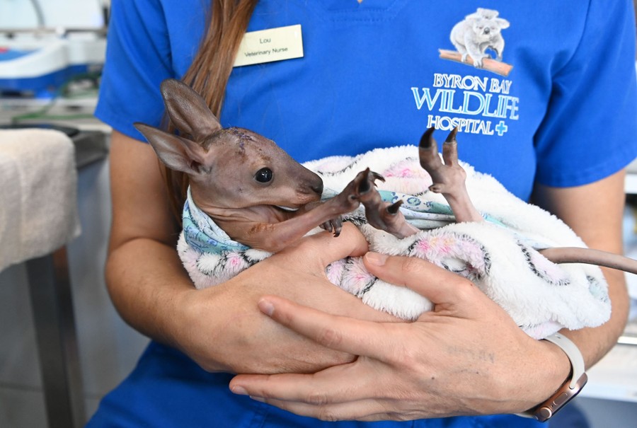 A veterinary nurse cradles a young wallaby in their arms.