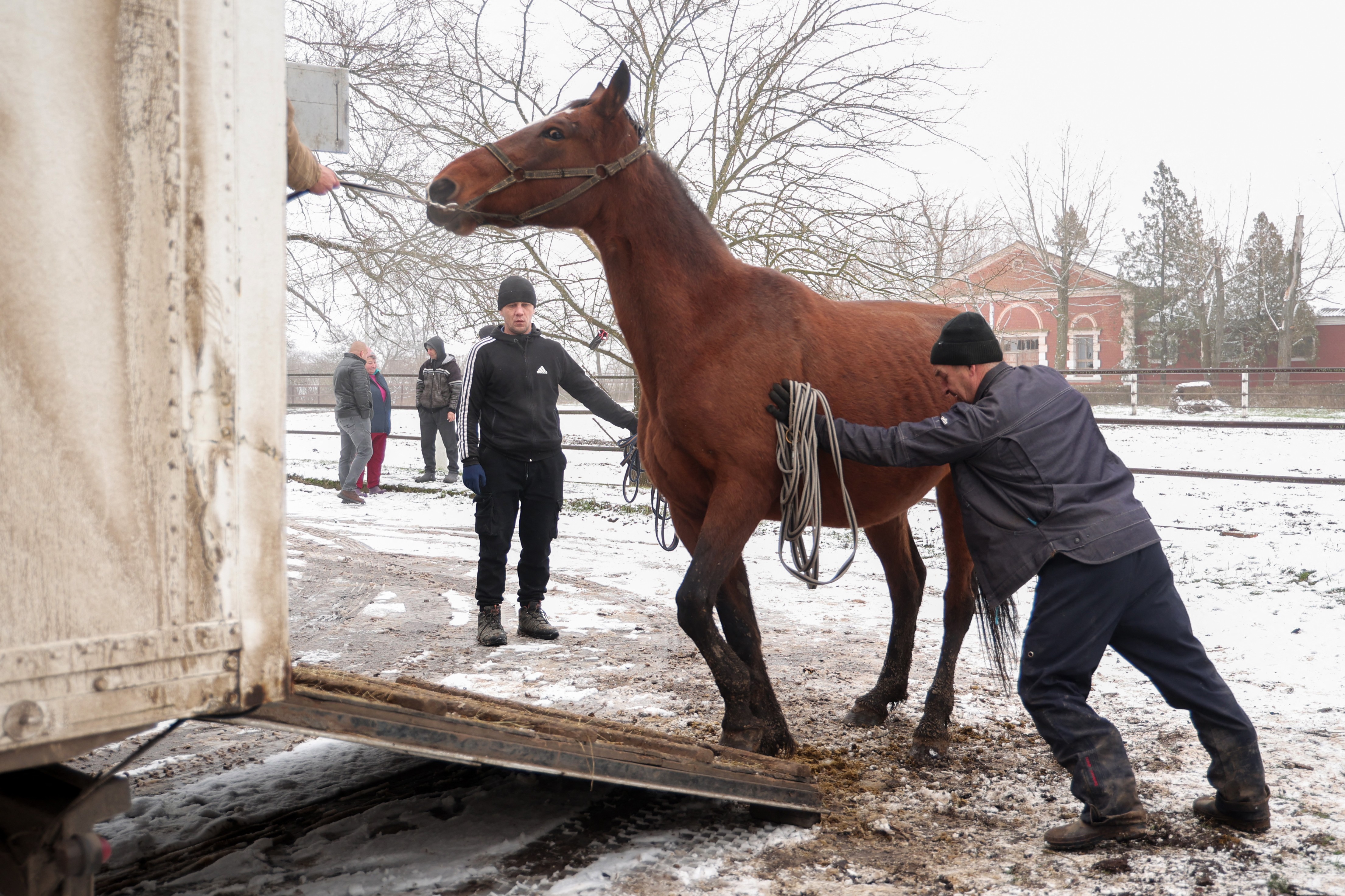 A worker leads a horse into a truck on a farm.