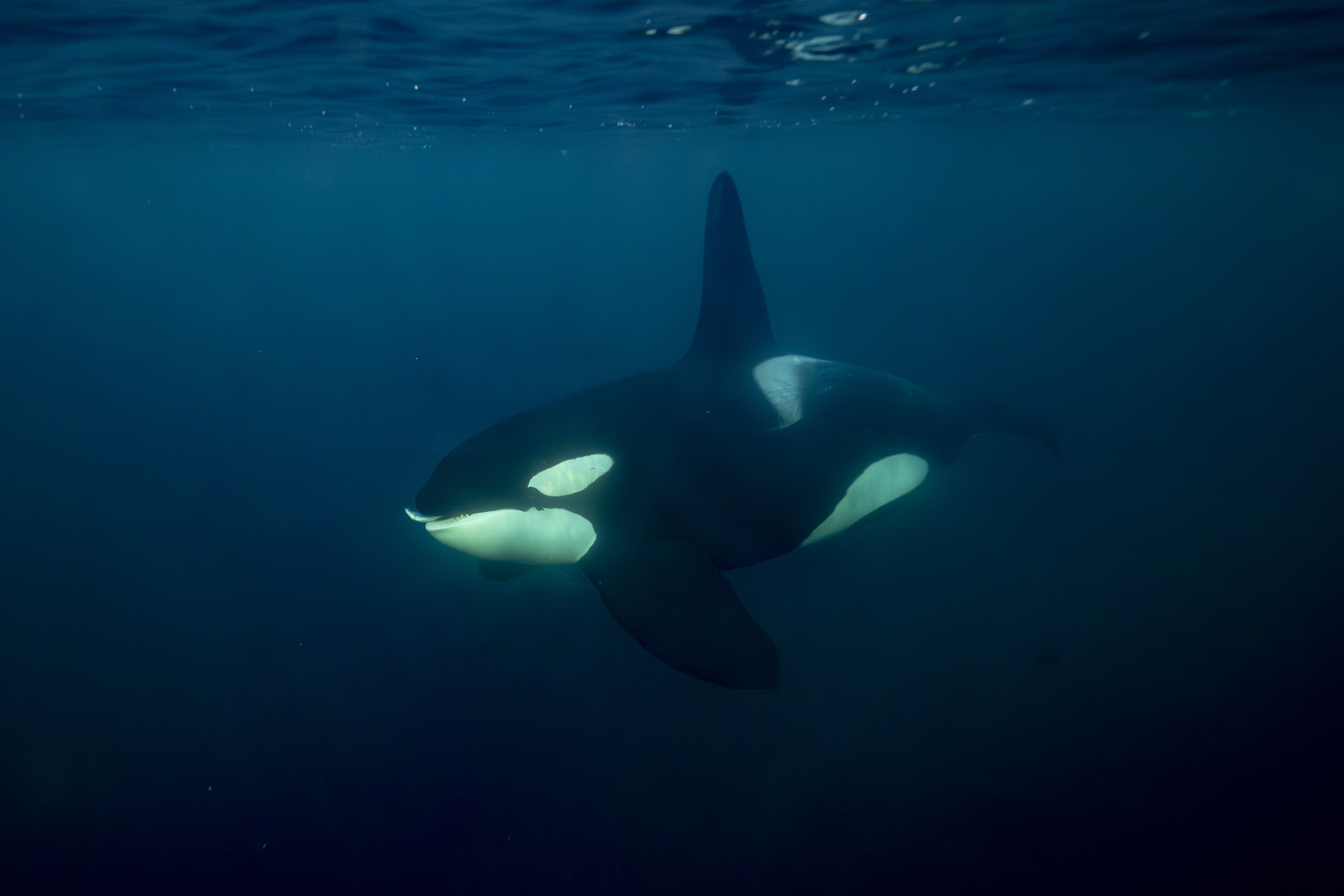 Photos: The Richness of Life in Our Oceans