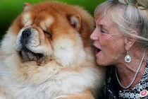 A woman sits beside a large chow chow dog.