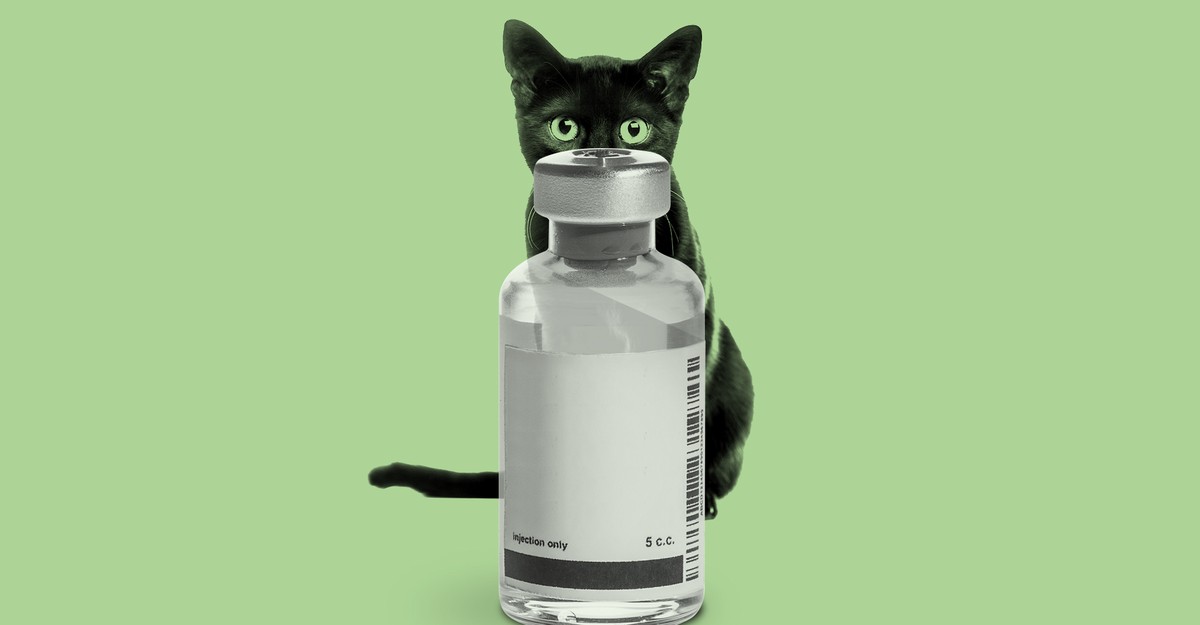 The Strange Tale of Remdesivir and a Black-Market Cat Drug - The Atlantic