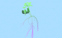 An illustration of a plant with central nervous system like tendrils coming out of the stem.