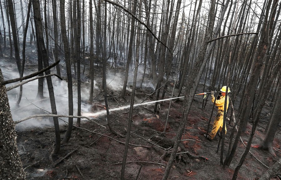 A firefighter sprays water from a hose in a burned-out area of a forest.