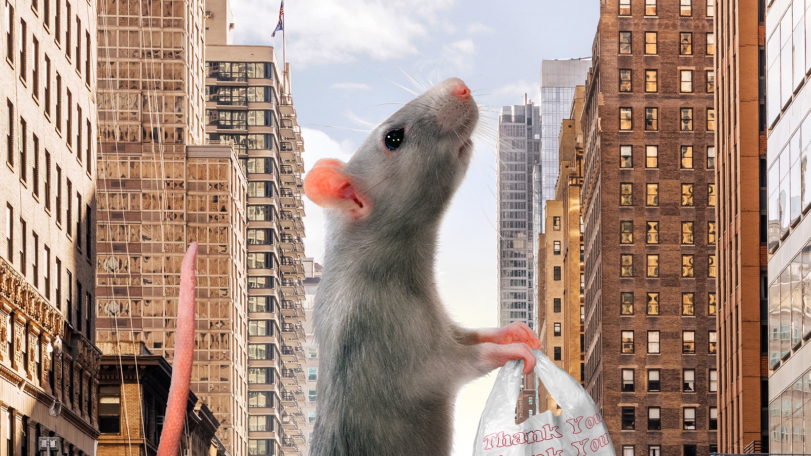 I live one an urban rat-infested block. Thoughts about using