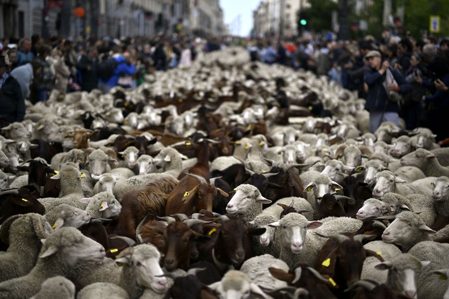 Thousands of sheep and goats flock to the city center in a street in Madrid