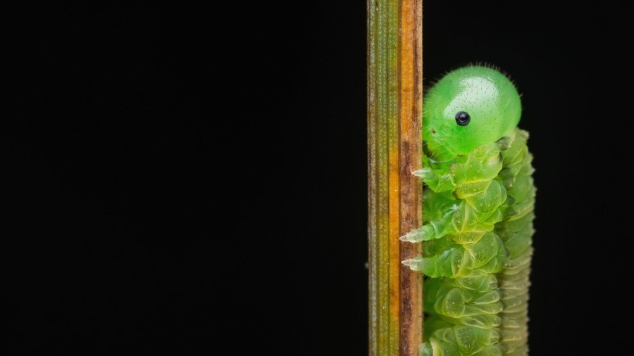 A close view of a sawfly larva grasping a stalk