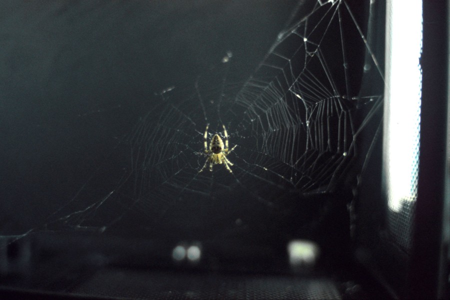 A spider sits in the middle of a web inside a dark enclosure.