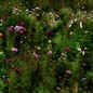 a field of green brush and flowers