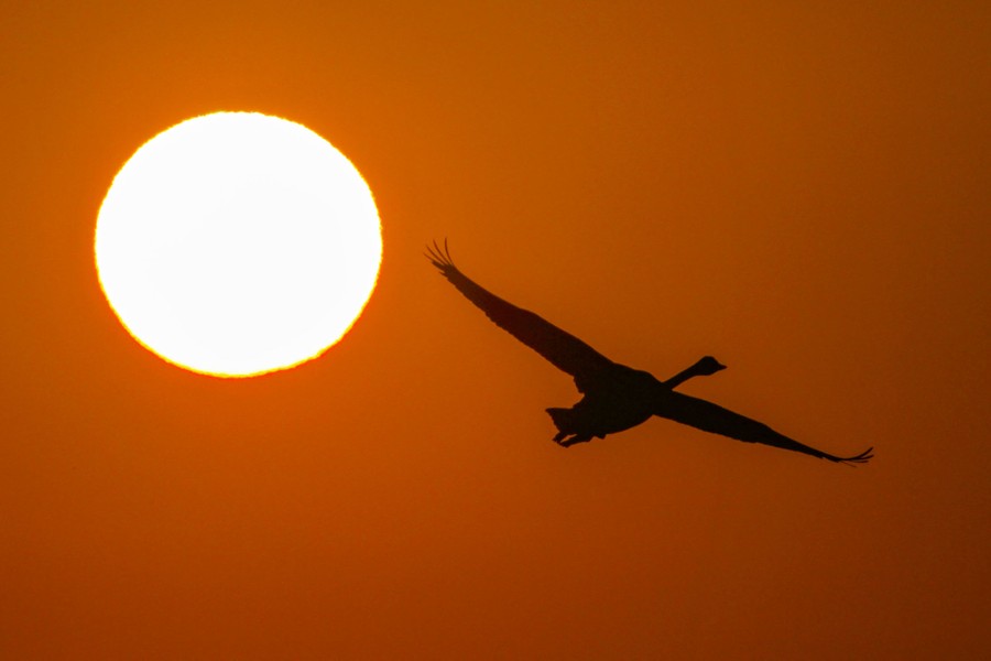 A swan flies with the rising sun in the background.