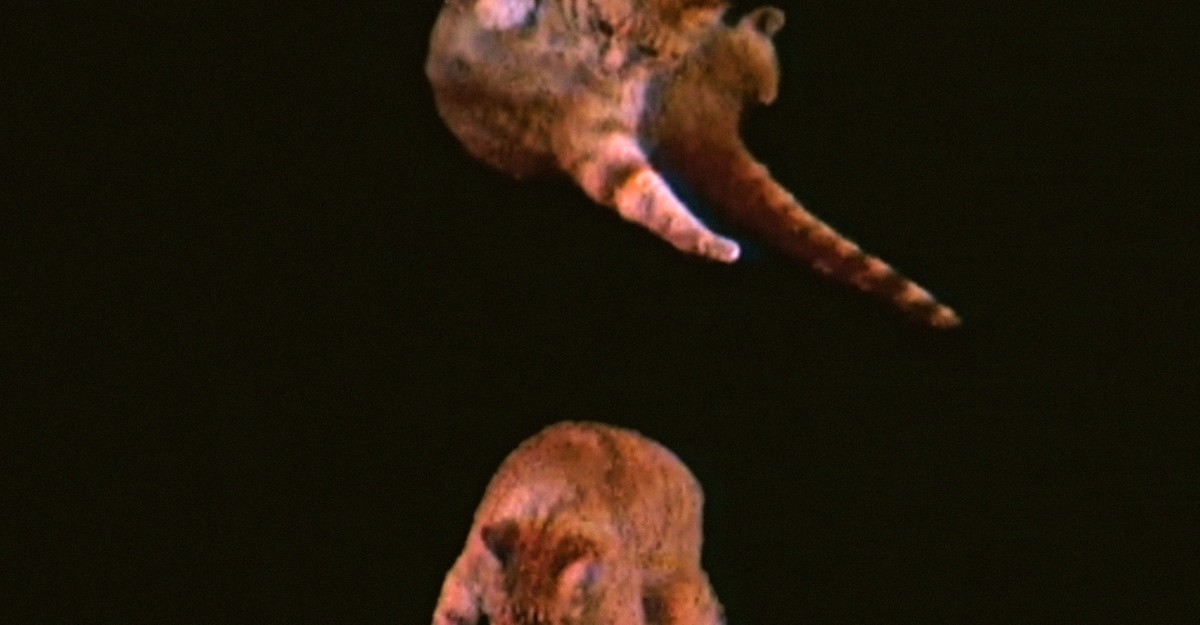 How Far Can a Cat Fall and Survive? The Limit May Not Exist.