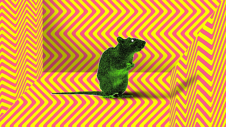 a green rat on a zig-zag background
