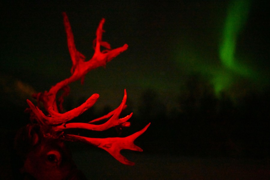 A close view of a reindeer's antlers, lit in red, with a greenish swirl of northern lights in the sky beyond