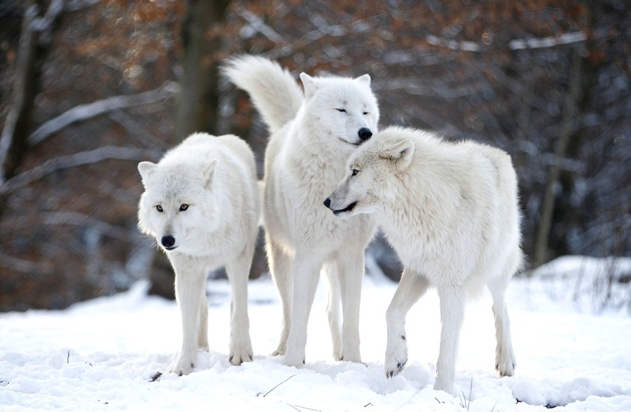 german man living with wolves