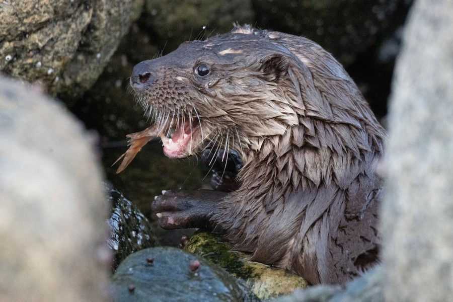 An otter eats a fish among rocks.