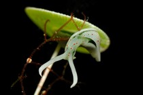 an Elysia sea slug perched on algae