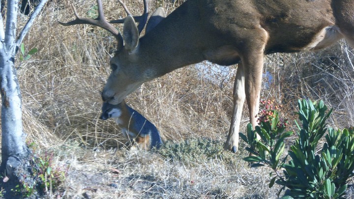 Why Is This Deer Licking This Fox The Atlantic