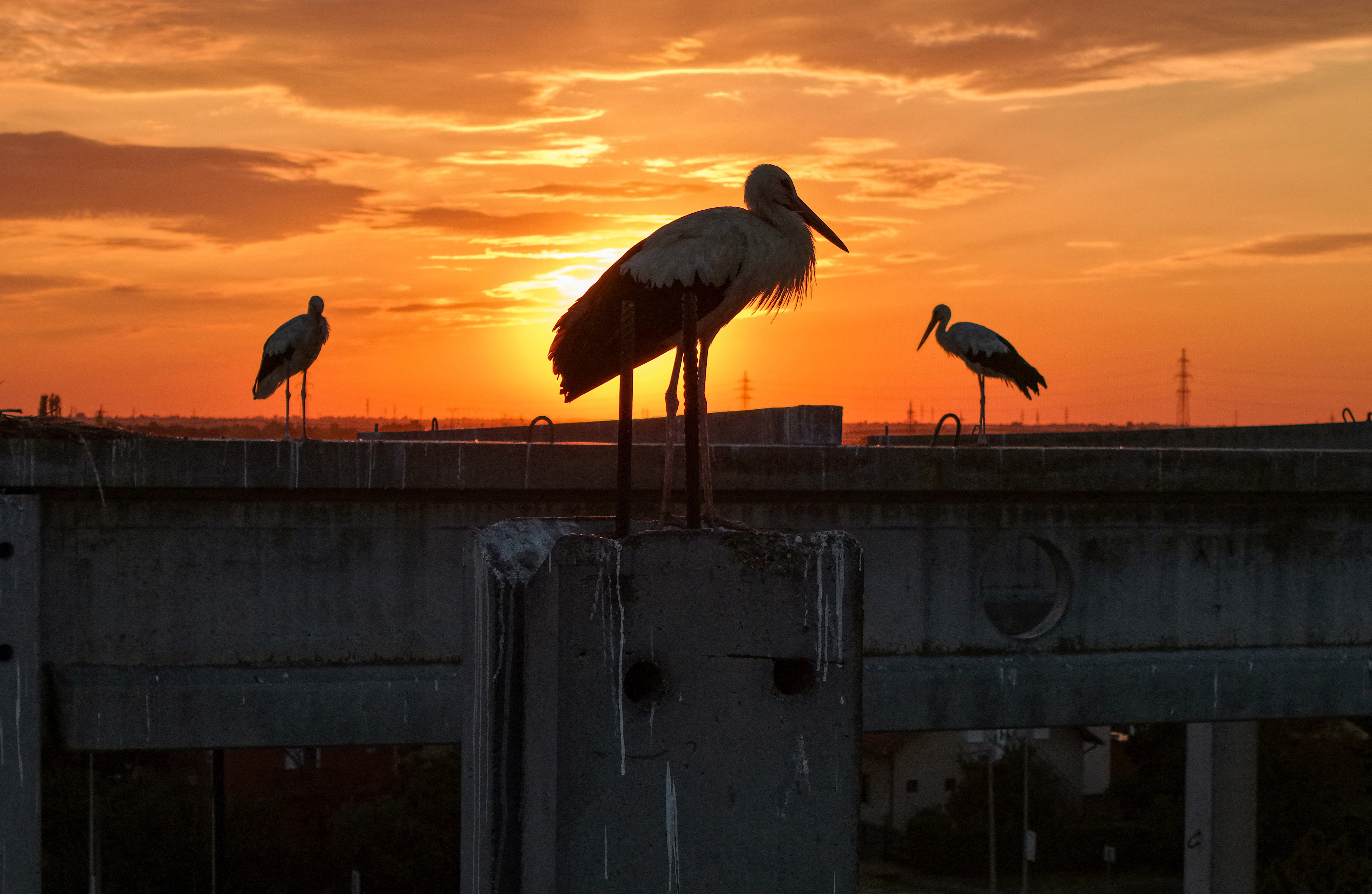 Three storks stand on concrete pillars in an unfinished building site, seen in silhouette against a sunset.