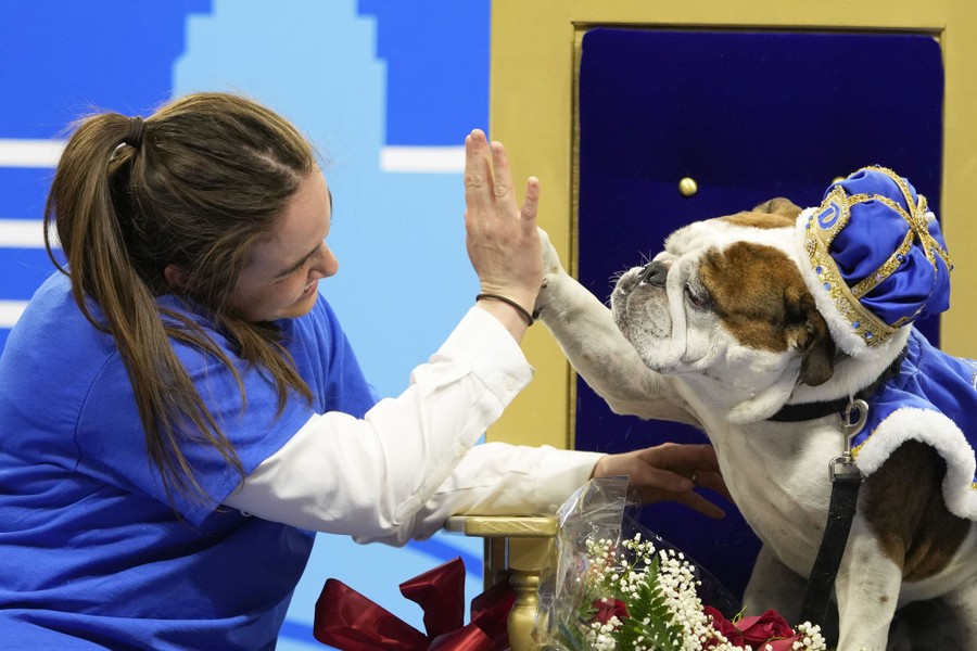 A person high-fives a bulldog that is wearing a blue plush crown.