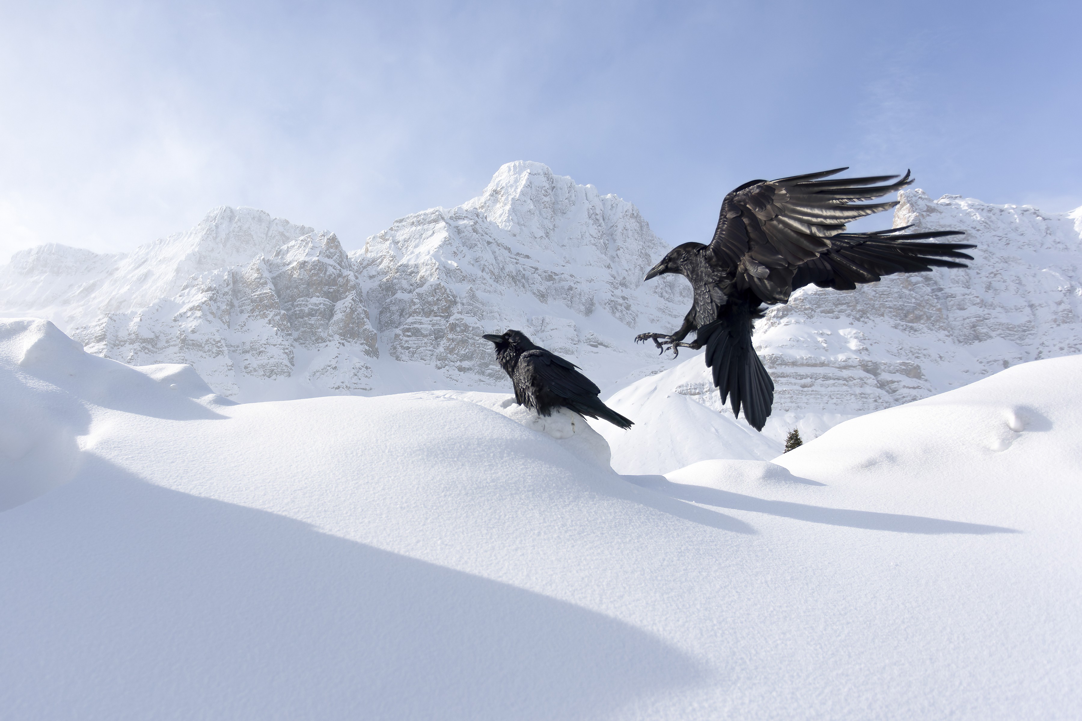 A raven flies toward another raven that sits on a mound of snow in a mountain setting.