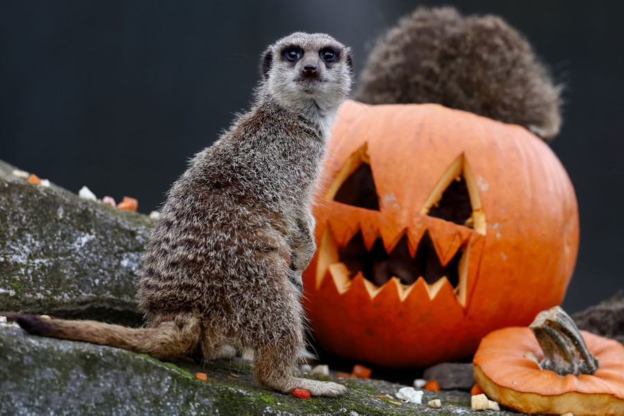 Meerkats investigate a carved pumpkin in a zoo enclosure.