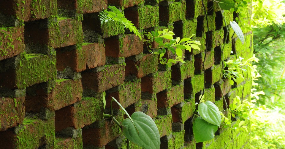 Why Does Moss Grow On Bricks