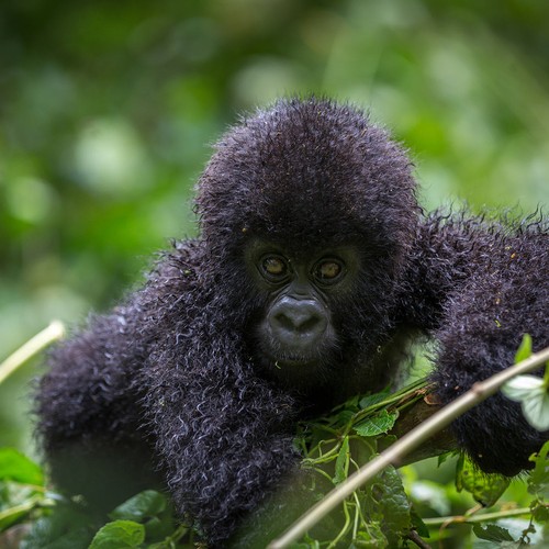 Mountain Gorillas At Home The Atlantic