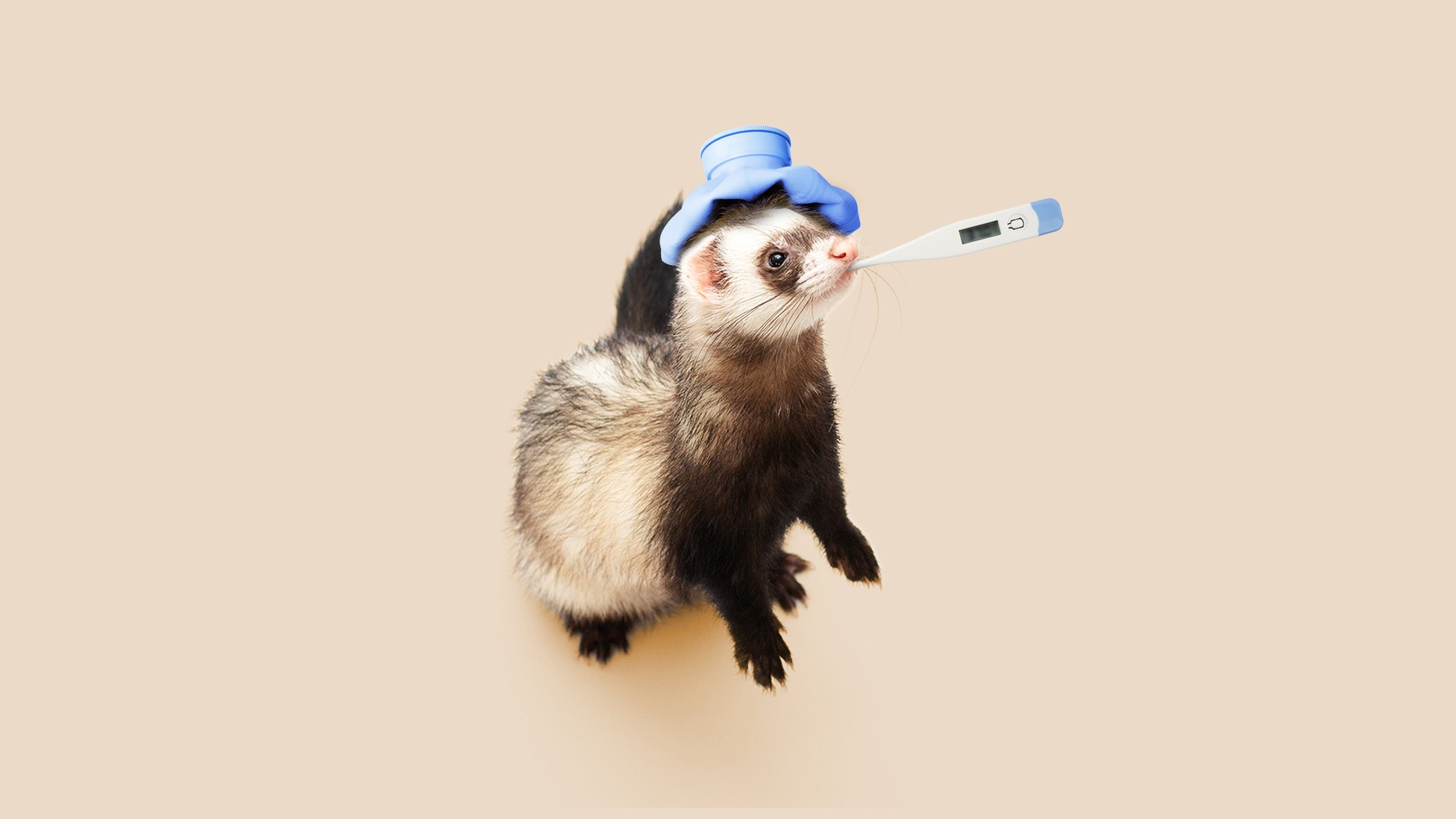 Urgent Update Ferret Research And The Fight Against Bird Flu - hnp1upa