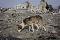 A dog sniffing the debris and the ruins of Bakhmut