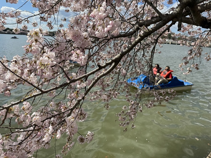People ride in a paddle boat past cherry blossoms.