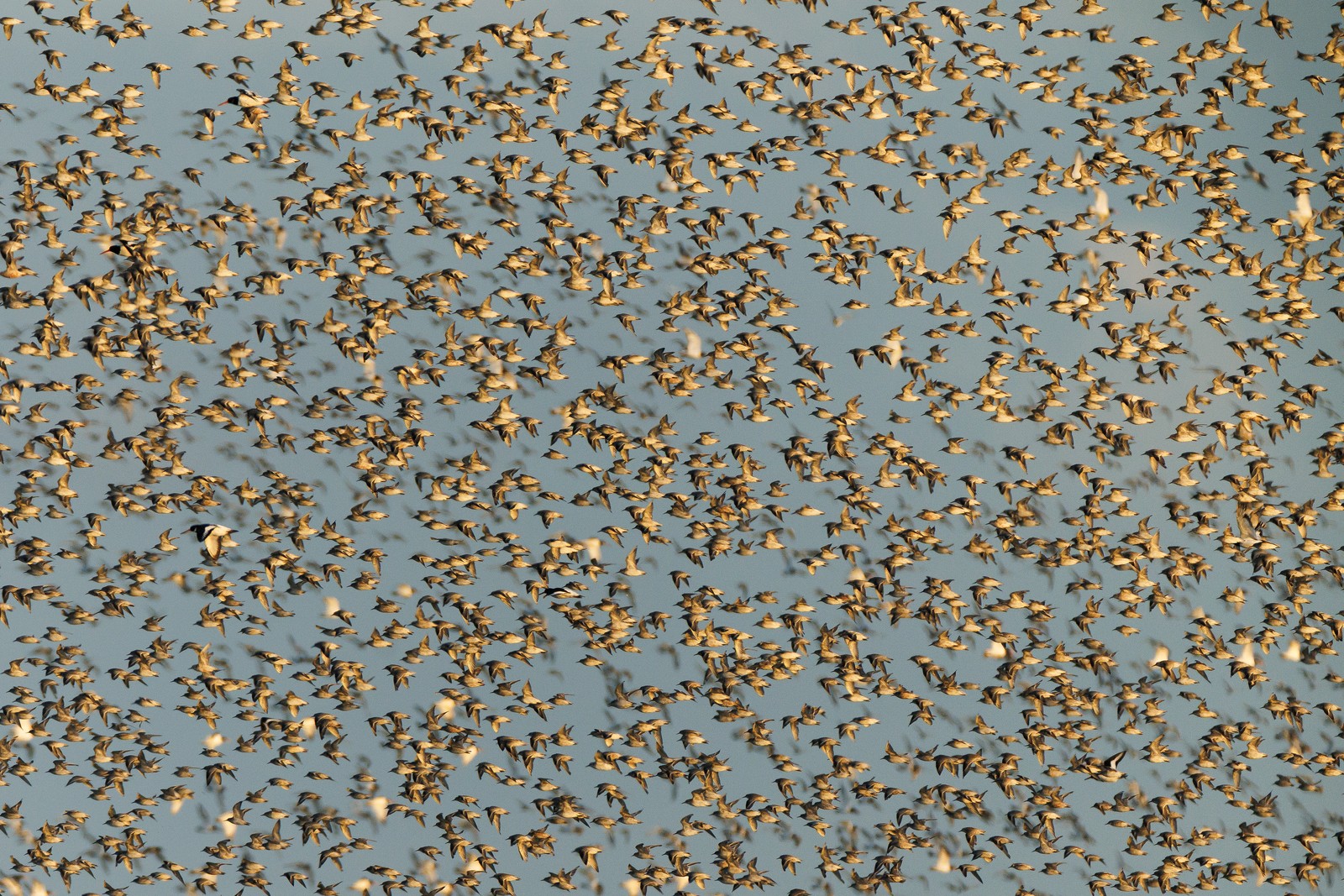 Thousands of small birds fly together in a flock.