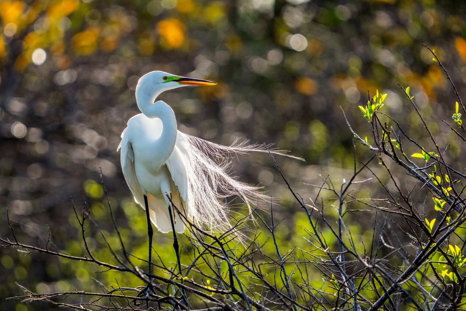 An egret perches on a tree, its feathers blowing in the wind.