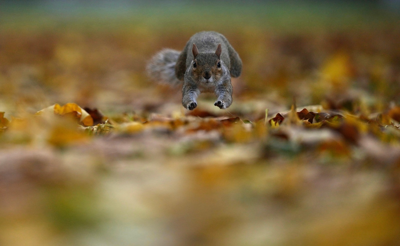 A squirrel jumps among autumn leaves.