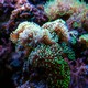 Hood coral tipped in neon green rests on a coral reef underwater