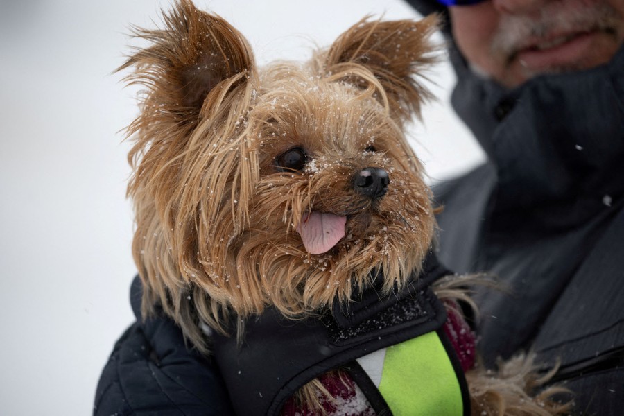 A man carries a small dog during a snow storm.