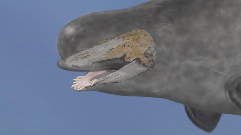 The Narluga Is a Very Strange Beluga-Narwhal Hybrid - The Atlantic
