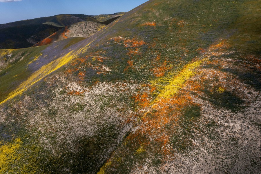 A view of a hillside covered in colors from several different wildflower blooms.