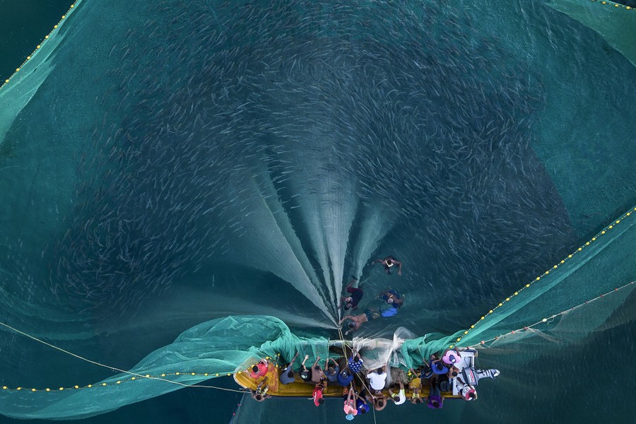 An aerial view of people in a small boat pulling in a large net full of fish