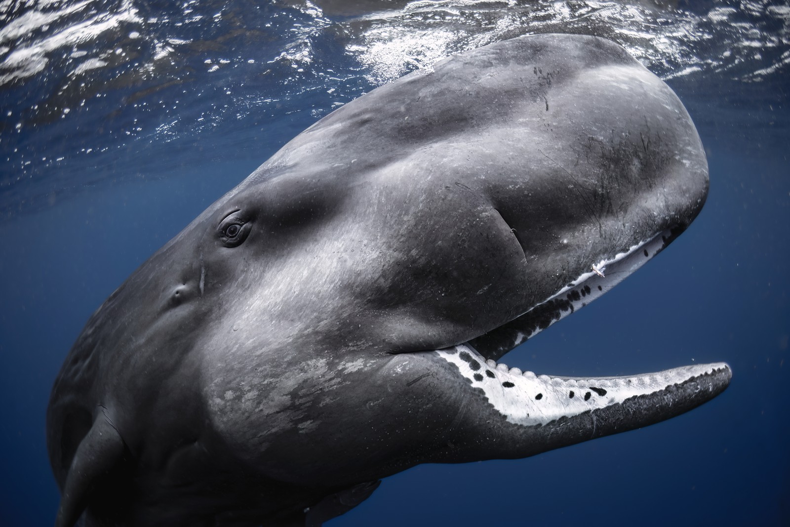 A close view of a young sperm whale, seen underwater