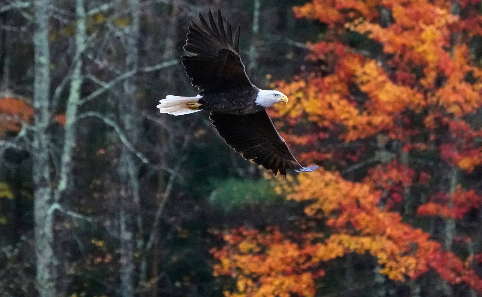 A bald eagle soars past a tree with fall foliage.