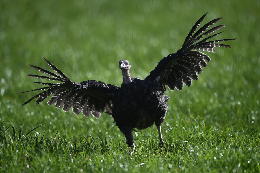 A turkey runs in grass, with wings spread.