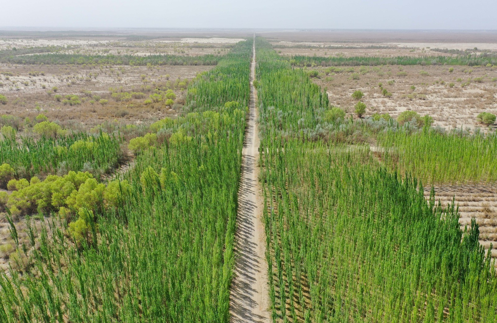 An aerial view of a green belt—parallel rows of planted trees running alongside a highway through a desert.