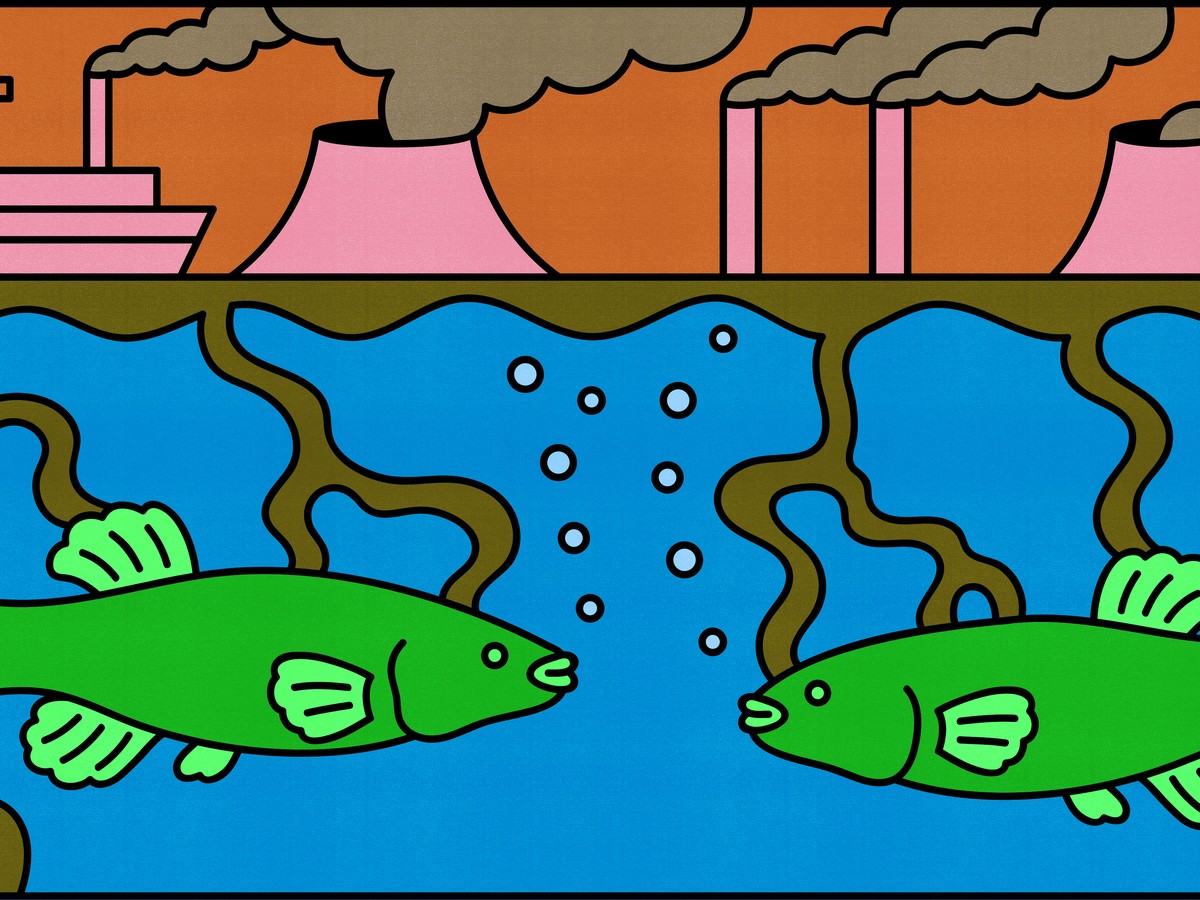 Mummichogs Survived Decades of Industrial Pollution - The ...
