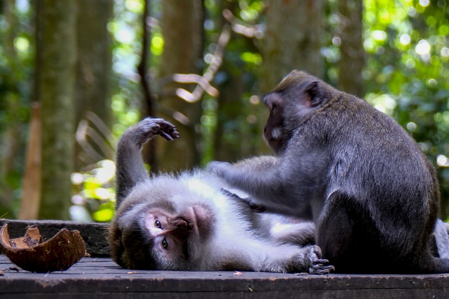 A macaque lies on its back as it's groomed by another on a table in a forest reserve.
