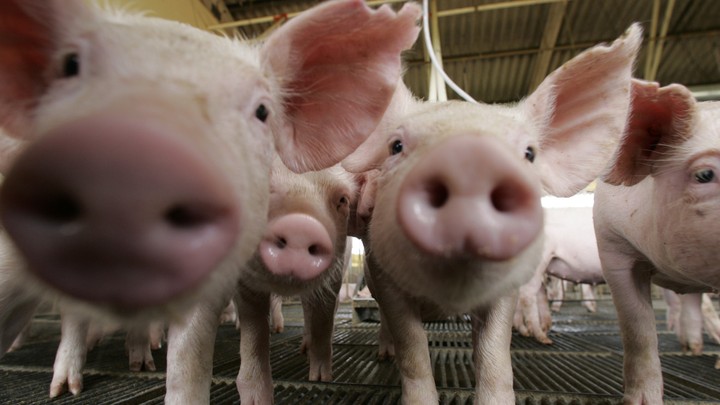 A group of VERY cute pigs