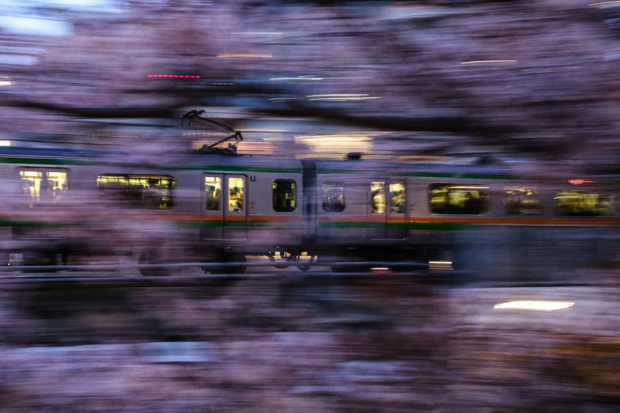 A train rolls past cherry blossoms, which are seen as a blur.